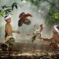 cockfighting in Bali