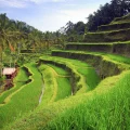 tegalalang rice terrace bali with java private tour