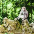 ubud monkey forest Large