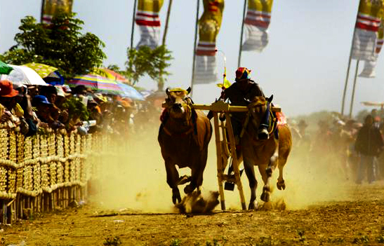 Racing Bulls and Roaring Crowds- Dive into the Heart of Madura's Cultural Triumph