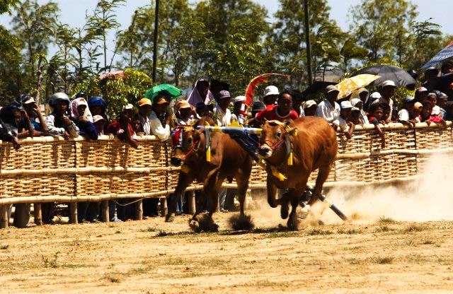 Racing Bulls and Roaring Crowds- Dive into the Heart of Madura's Cultural Triumph3