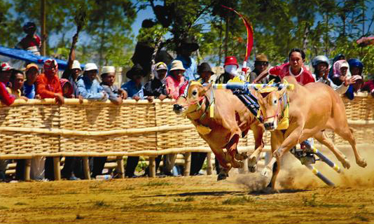 Racing Bulls and Roaring Crowds- Dive into the Heart of Madura's Cultural Triumph5