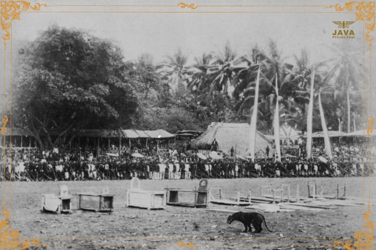 A spotted tiger being released from its small cage, in the arena of Rampokan at a location in Java. The photo was taken between 1870-1892