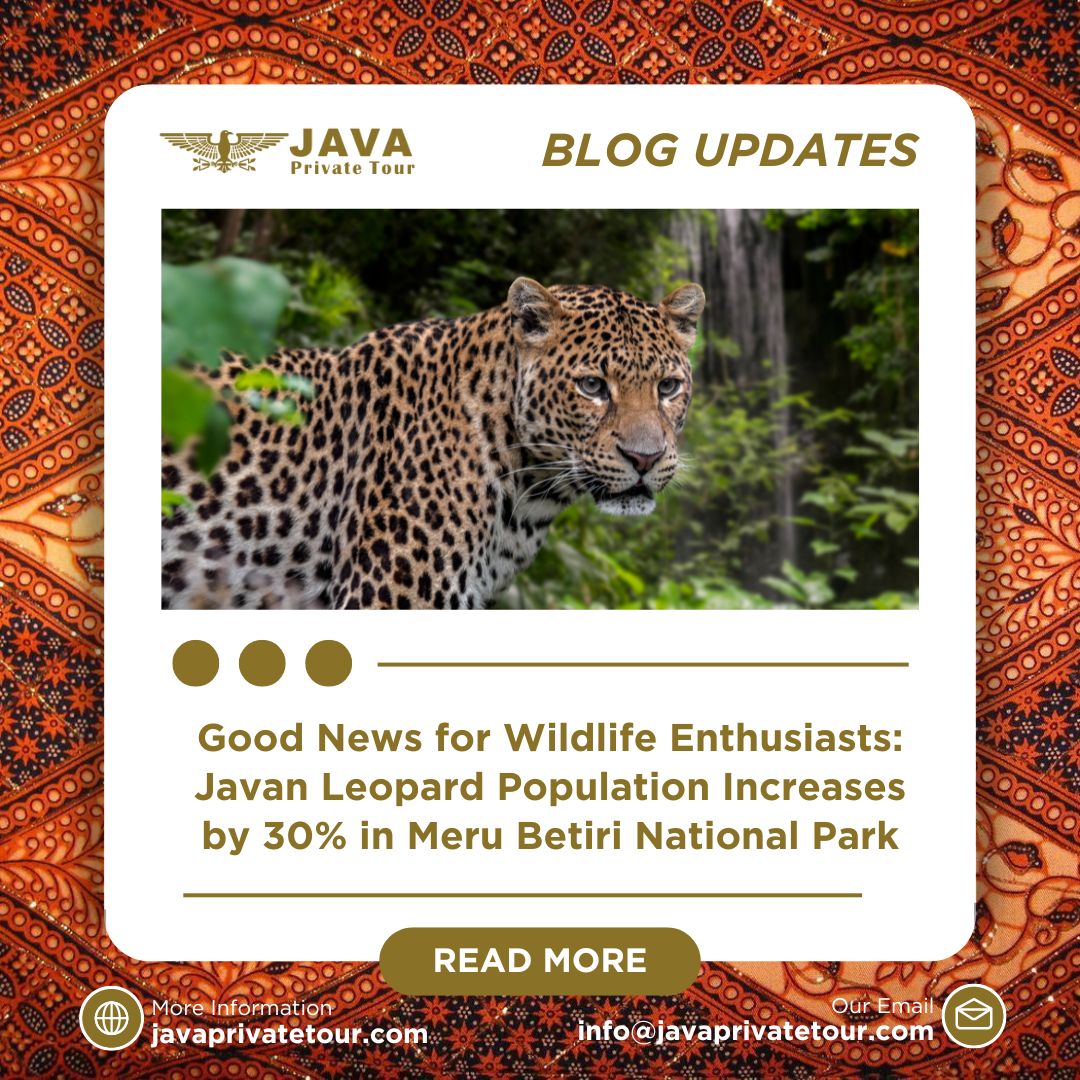 Good News for Wildlife Enthusiasts Javan Leopard Population Increases by 30% in Meru Betiri National Park