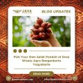 Pick Your Own Salak Pondoh at Desa Wisata Agro Bangunkerto Yogyakarta