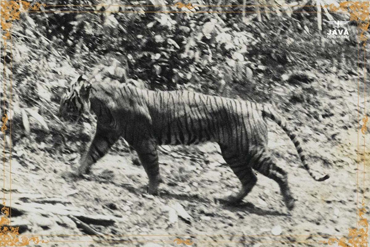 The Javan tiger observed in Ujung Kulon in 1938