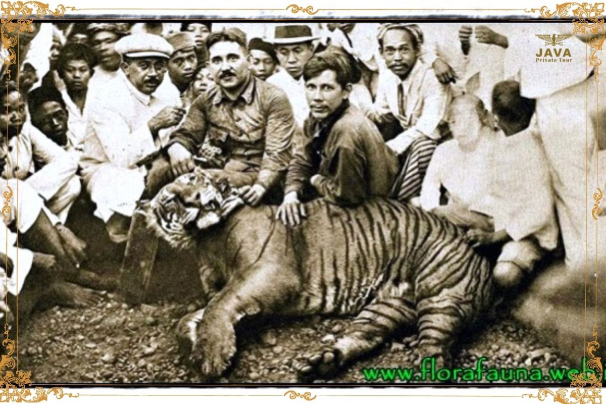 The hunting of Javan tigers during the Dutch colonial period