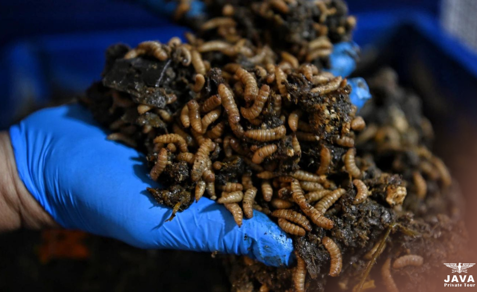 Living a Less Waste Lifestyle through the Art of Managing Food Waste with Maggots