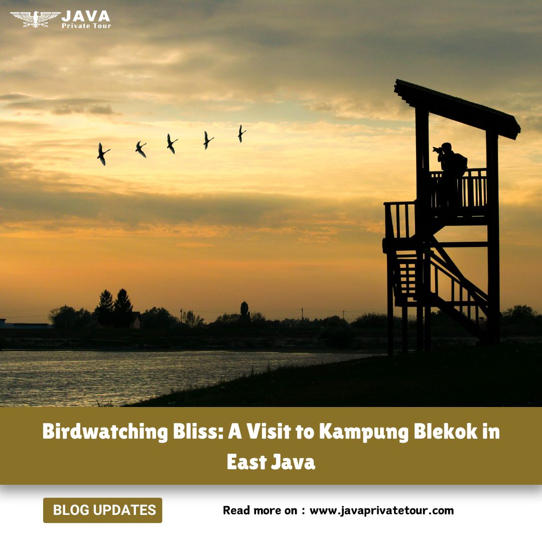 Birdwatching Bliss A Visit to Kampung Blekok in East Java