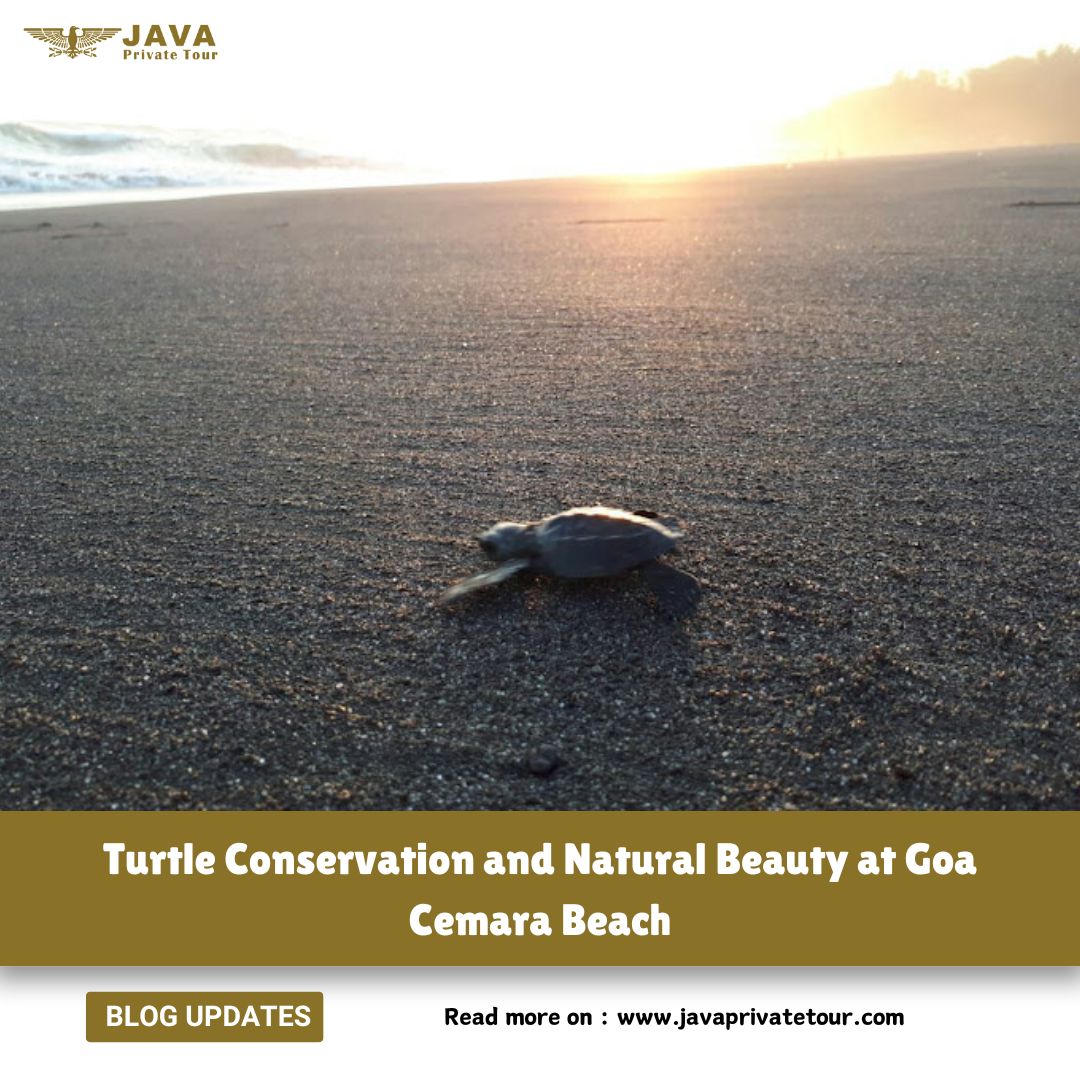 Turtle Conservation and Natural Beauty at Goa Cemara Beach