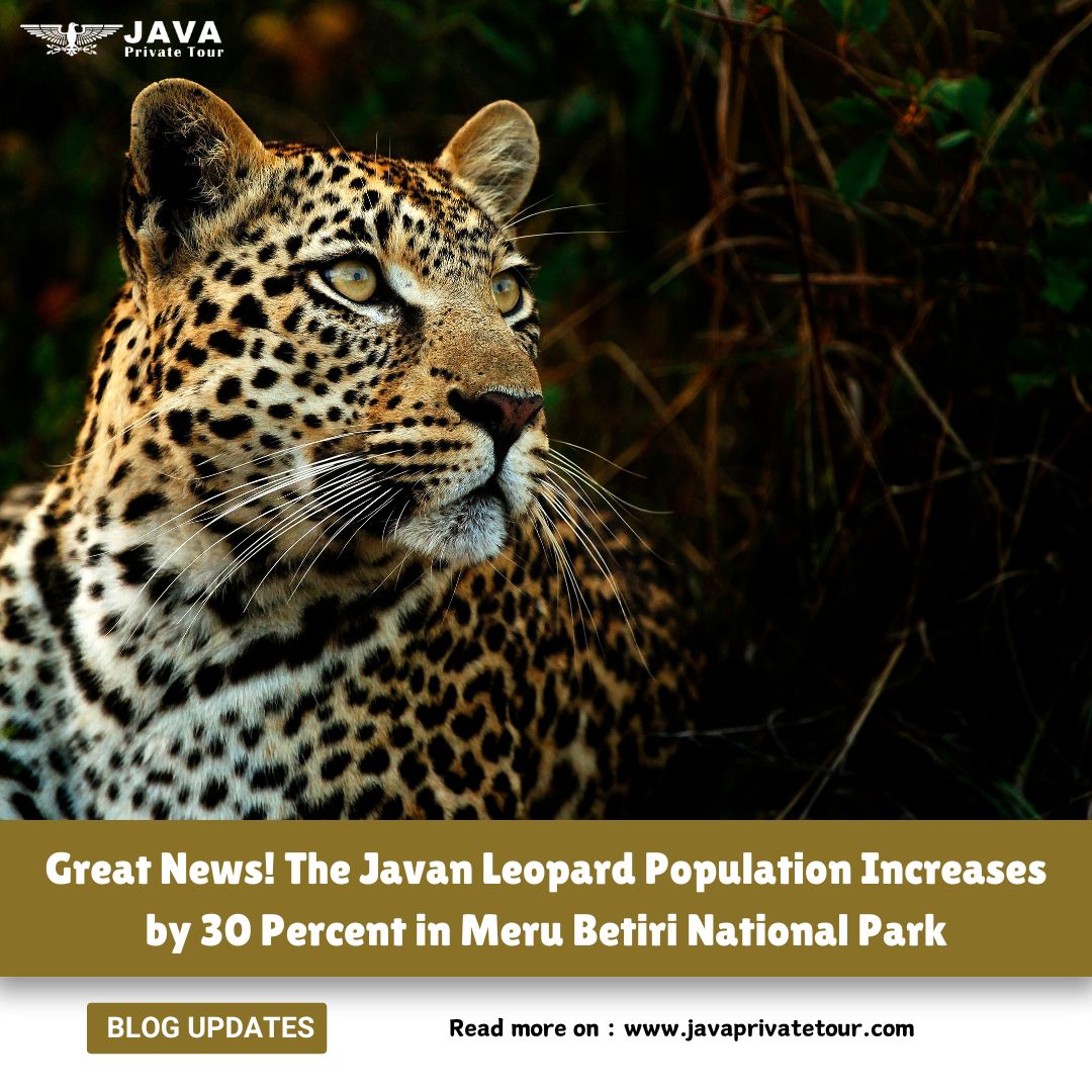 Great News! The Javan Leopard Population Increases by 30 Percent in Meru Betiri National Park