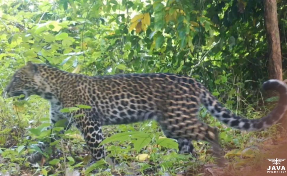 The rise in leopard numbers has been confirmed through the use of camera traps