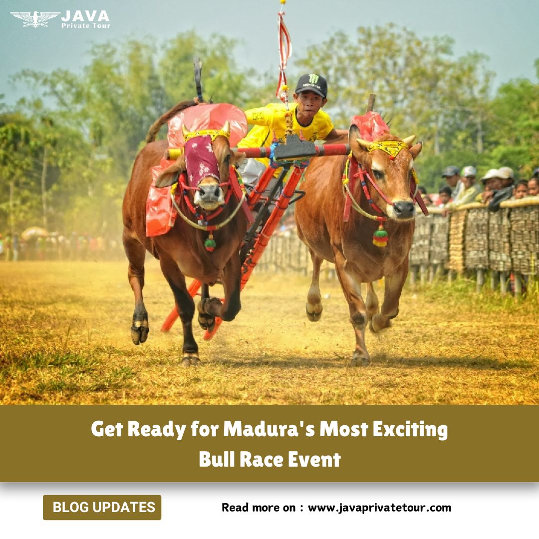 Get Ready for Madura's Most Exciting Bull Race Event