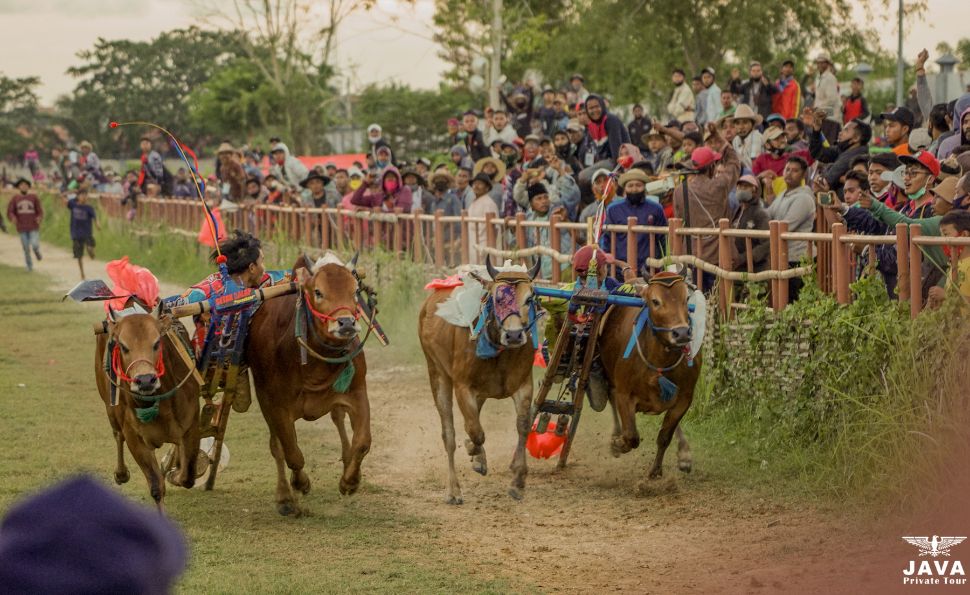 Karapan Sapi and the Presidential Cup