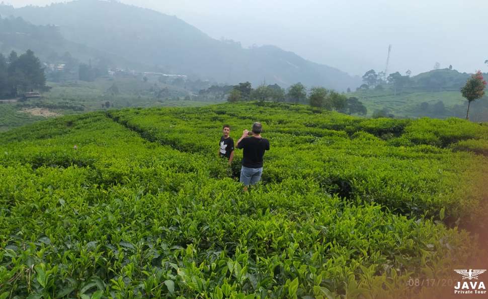 Tea walking at tea plantiation Bogor with Java Private Tour