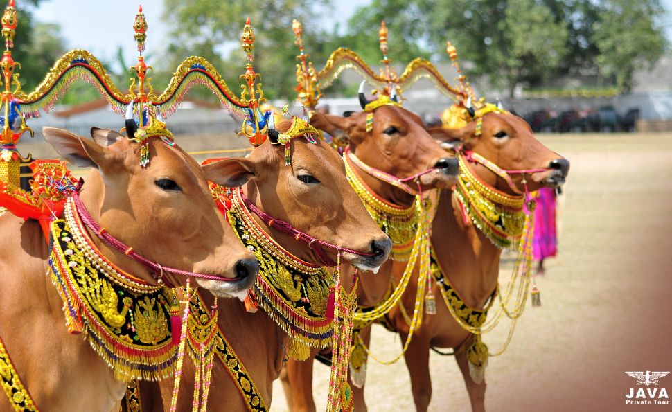 The Cultural Festivities Surrounding Karapan Sapi