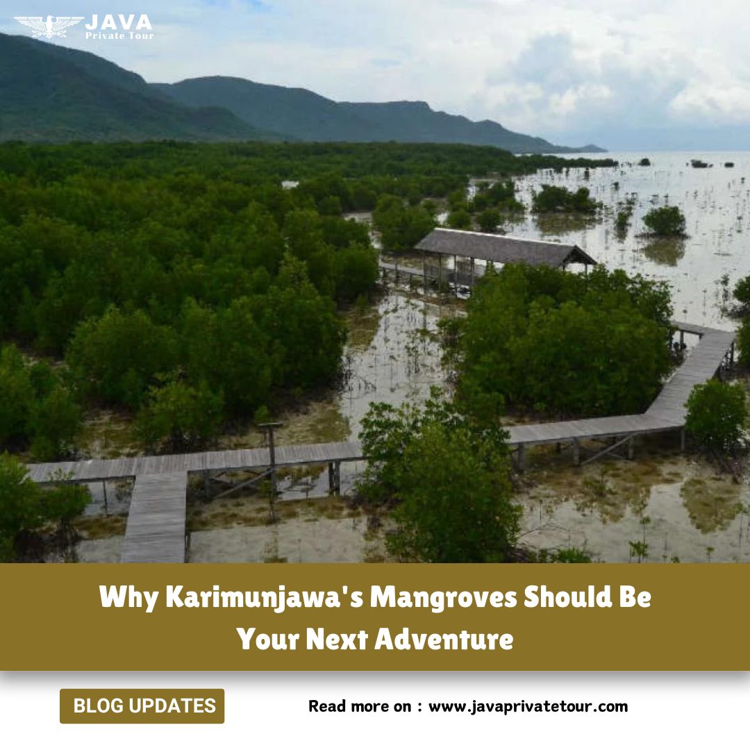 Why Karimunjawa's Mangroves Should Be Your Next Adventure