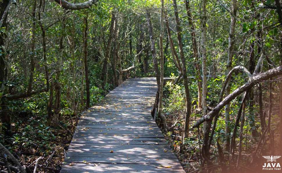 the mangrove forests of Kemujan