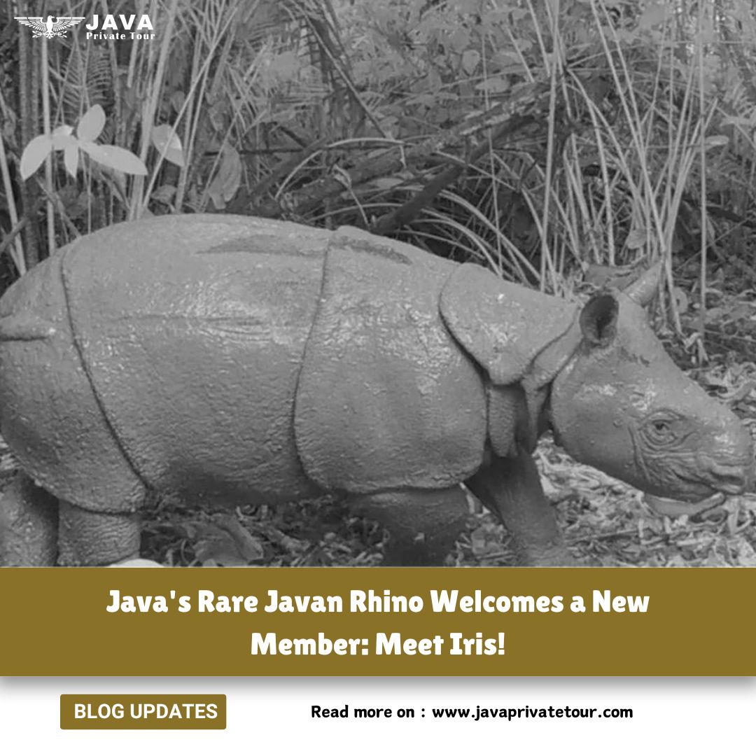 Java's Rare Javan Rhino Welcomes a New Member, Meet Iris!