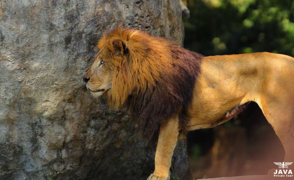 Up-Close Encounters with Wild Animals at Taman Safari Bogor