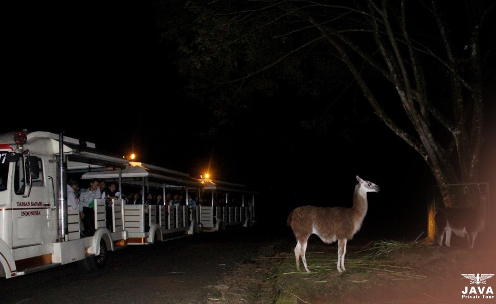 A Thrilling Night Safari Experience at Taman Safari Bogor