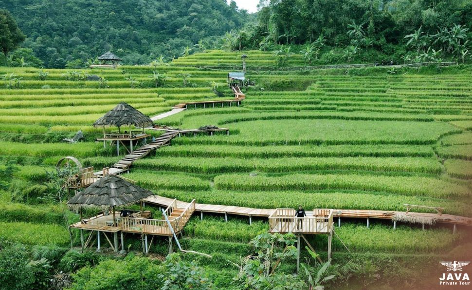 Cisalada Terraced Fields