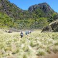 Explore Java’s Secret Volcano Savanna at Mount Sumbing