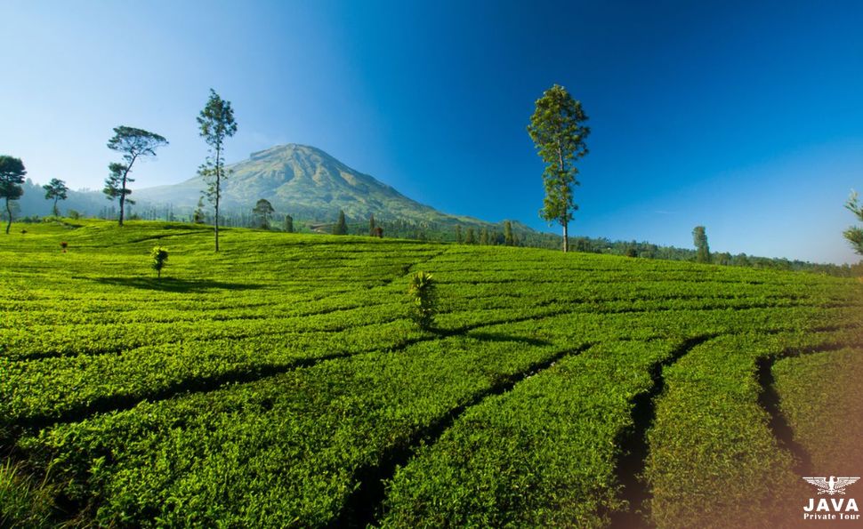Tambi Tea Plantation Dutch Era Charm Near Dieng Plateau